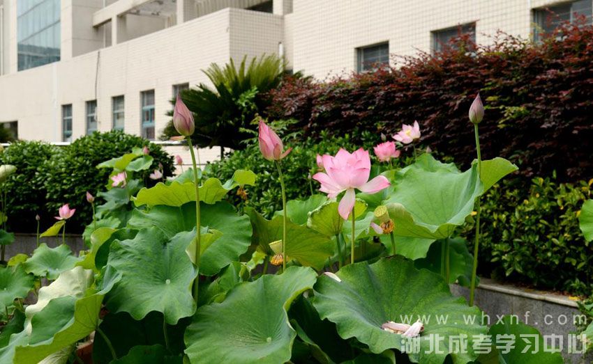 湖北工业大学校园仲夏